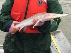 Pallid Sturgeon thumbnail 3