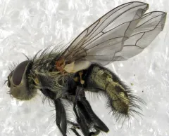 Tufted Clusterfly thumbnail 2