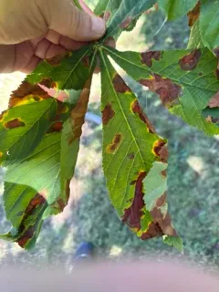 Horse-chestnut Leafminer thumbnail 2
