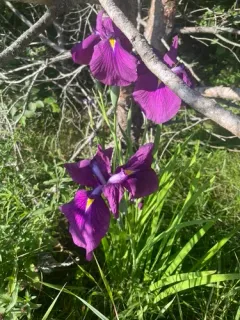 Japanese iris thumbnail 2