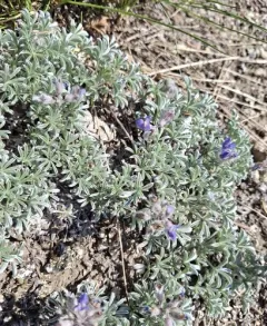 Brewer's Lupine thumbnail 4