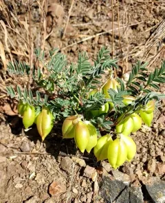 Lemhi Milkvetch thumbnail 4