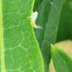 Privet Leafhopper thumbnail 3