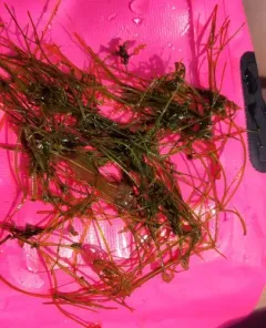 Starry Stonewort thumbnail 2