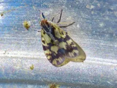Bothriocera cognita thumbnail 2