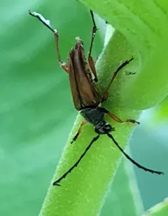 Thin-tailed Longhorned Beetle thumbnail 3