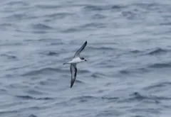 Hawaiian Petrel thumbnail 4