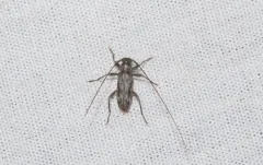 Lepturges pictus thumbnail 4