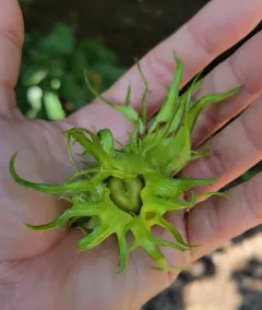 Turkish Hazel thumbnail 4