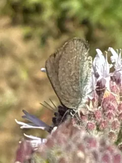 Western Sooty Hairstreak thumbnail 4