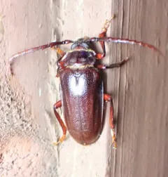 Tooth-necked Longhorn Beetle thumbnail 4