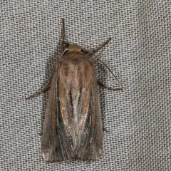 Two-lined Wainscot thumbnail 4