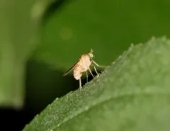 Gymnopternus flavus thumbnail 4