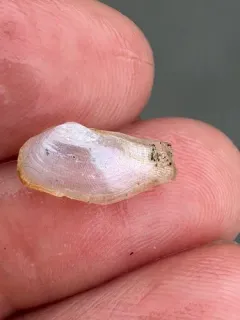 California Lyonsia thumbnail 2
