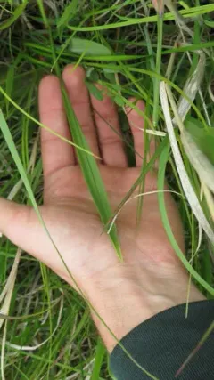 Oklahoma grasspink thumbnail 2