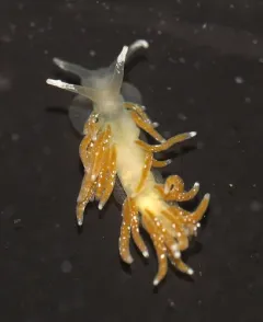 Tenellia pustulata thumbnail 2