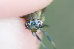 Chrysops fuliginosus thumbnail 2