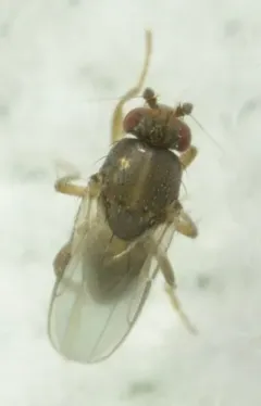 Spelobia bifrons thumbnail 2