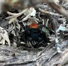 Desert Red Jumping Spider thumbnail 4