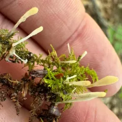 moss rust thumbnail 4