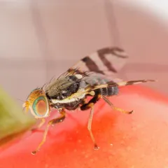 Western Cherry Fruit Fly thumbnail 3