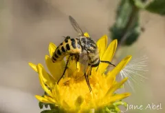 Toxophora maxima thumbnail 3