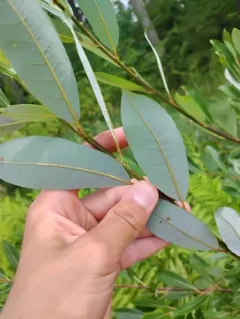 Blueleaf Willow thumbnail 3