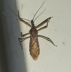 Ring-horned Assassin Bug thumbnail 2
