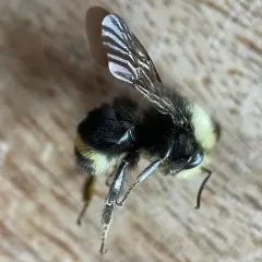 Fog-belt Bumble Bee thumbnail 4