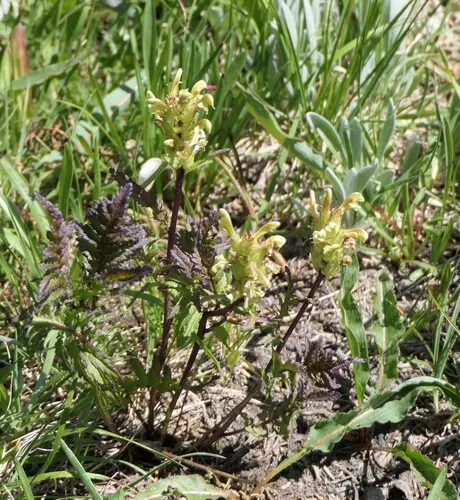 Mount Rainier lousewort