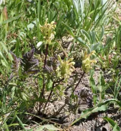 Mount Rainier lousewort thumbnail 1