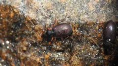 Agonum retractum thumbnail 3