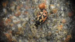 American Lady Beetle thumbnail 3