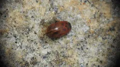 Gonioctena notmani thumbnail 1