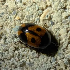 Two-spotted Diaperis thumbnail 4