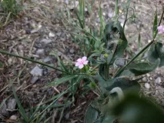 pink-flowered stickseed thumbnail 2