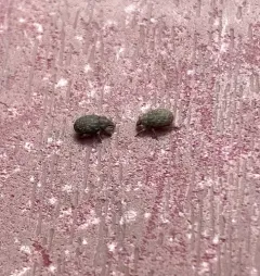 Crusted root weevil thumbnail 4