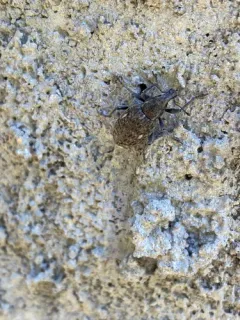 Trichalophus didymus thumbnail 4