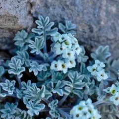 Alpine Smelowskia thumbnail 3