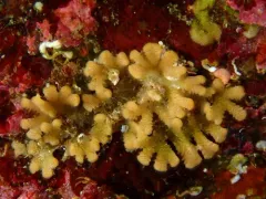 southern staghorn bryozoan thumbnail 4