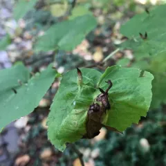 Red Nail Gall Mite thumbnail 2