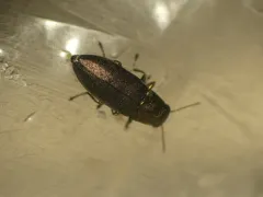 Phaenops aeneola thumbnail 2