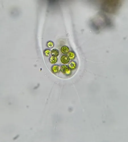 Apiocystis brauniana