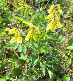 Tundra Milkvetch thumbnail 4