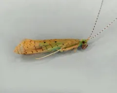 Nectopsyche pavida thumbnail 2