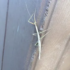 Northern Walkingstick thumbnail 3