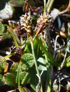 Two-color Sedge thumbnail 3