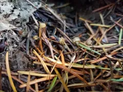 cryptic bonnet thumbnail 2