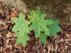castor bean thumbnail 1