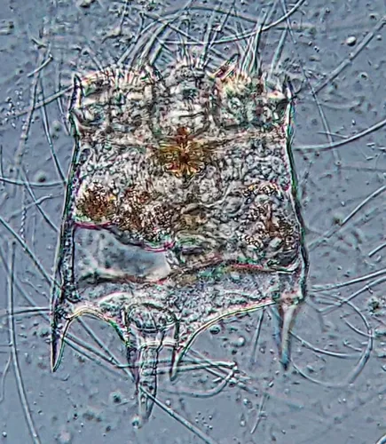 Plationus patulus